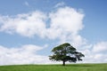 Single tree on green grass against blue sky and clouds Royalty Free Stock Photo