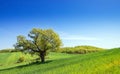 Single tree in green grass field, clear blue sky background with copy space. Nature summer sunny landscape Royalty Free Stock Photo