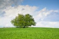 Single tree on a green grass meadow with blue sky and clouds Royalty Free Stock Photo