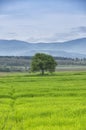 Single tree on a green grass meadow with mountain, lake, blue sky and clouds as background Royalty Free Stock Photo