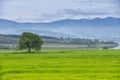 Single tree on a green grass meadow with mountain, lake, blue sky and clouds Royalty Free Stock Photo