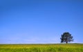 Single tree on a green meadow Royalty Free Stock Photo