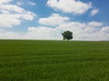 Single tree on green meadow with clouds on blue sky Royalty Free Stock Photo