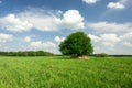 Single tree on green meadow, forest on horizon and white clouds on blue sky Royalty Free Stock Photo