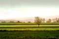 Single tree between green wheat field. Royalty Free Stock Photo