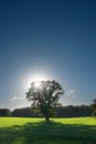 Single tree, greenfield and forest Royalty Free Stock Photo