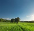 Single tree, greenfield and forest Royalty Free Stock Photo