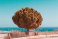 Single  tree growing alone on seashore in Cyprus Royalty Free Stock Photo