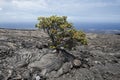 Single tree growing through crack in old lava flow. Big Island Hawaii