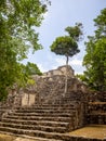 Single tree growing out of a Mayan temple in Calakmul, Mexico Royalty Free Stock Photo