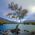 Single tree growing on rocks in a lake with a background of a landscape Royalty Free Stock Photo