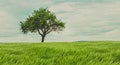 SINGLE TREE GROWN WIDE WITH GREEN LEAFS Royalty Free Stock Photo