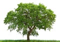 SINGLE TREE GROWN WIDE WITH GREEN LEAFS