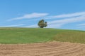 Single tree on a hill in front of a blue sky with meadows and fields in the foreground, Germany Royalty Free Stock Photo