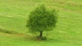 Single tree on hill meadow. Mountain meadows, green grass, single tree, white flowers. Royalty Free Stock Photo