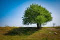 Single tree on the hill