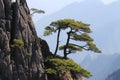 Single tree on huangshan mountain Royalty Free Stock Photo