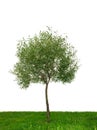 Single tree isolated Royalty Free Stock Photo