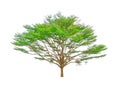 Single tree isolated, a Black afara trees, known as many name are Ivory coast almond, Idigbo, framire and emeri