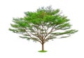 Single tree isolated, a Black afara trees, known as Ivory coast almond, Idigbo, framire and emeri