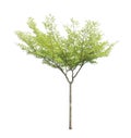 Single tree isolated, a Black afara trees, known as many name are Ivory coast almond, Idigbo, framire and emeri