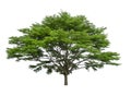 Single tree isolated, Black afara trees, known as many name are Ivory coast almond, Idigbo, framire and emeri, an evergreen