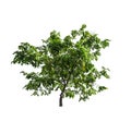 single tree isolated on white background with clipping path