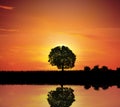 Single Tree By The Lake Royalty Free Stock Photo