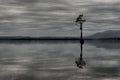 Single tree in Lake Brunner New Zealand Royalty Free Stock Photo