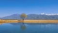 Single tree by the lake near Bakersfield, California Royalty Free Stock Photo