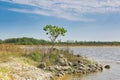 Single tree lake rocks Royalty Free Stock Photo