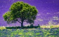 Single tree on lavender field in bloom, Provence France Royalty Free Stock Photo