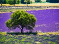 Single tree on lavender field in bloom, Provence France Royalty Free Stock Photo