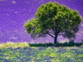 Single tree on lavender field in bloom, Provence France Royalty Free Stock Photo