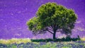 Single tree on lavender field in bloom, Provence France Royalty Free Stock Photo