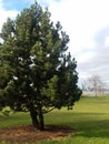 Single tree on lawn with Hudson River in background, Jersey City beyond.