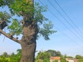 A single tree with leaver under wires