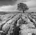 A single tree on a limestone pavement. Royalty Free Stock Photo