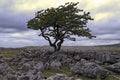 A single tree on a limestone pavement Royalty Free Stock Photo