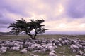 A single tree on a limestone pavement Royalty Free Stock Photo