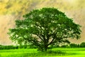 A single tree, a lonely oak in the fields