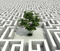 Single tree lost in endless labyrinth Royalty Free Stock Photo