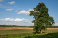 Single tree on madow -summer landscape