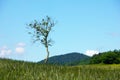 Single tree on meadow Royalty Free Stock Photo