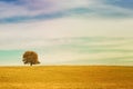 Single tree on meadow full of flowers in autumn landscape under blue sky with clouds Royalty Free Stock Photo