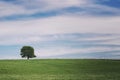 Single tree on meadow full of flowers in summer landscape under blue sky with clouds Royalty Free Stock Photo