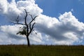 Single tree on a meadow photographed against the sun, some dry branches Royalty Free Stock Photo