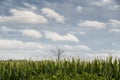 Single tree in the middle of corn fields Royalty Free Stock Photo