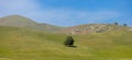 Single tree in the middle of hill side meadow in California countryside Royalty Free Stock Photo