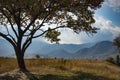 Single tree in the middle of lawn on mountain background Royalty Free Stock Photo